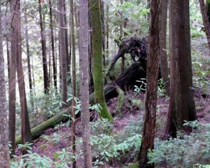 P1100717 timber down