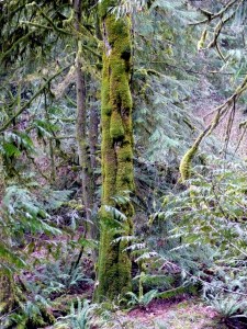 P1100739 good mossy tree