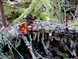 P1100882 blog broken tree lev